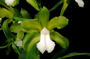 Cattleya bicolor Green Ghost HCC/AOS 78 pts.